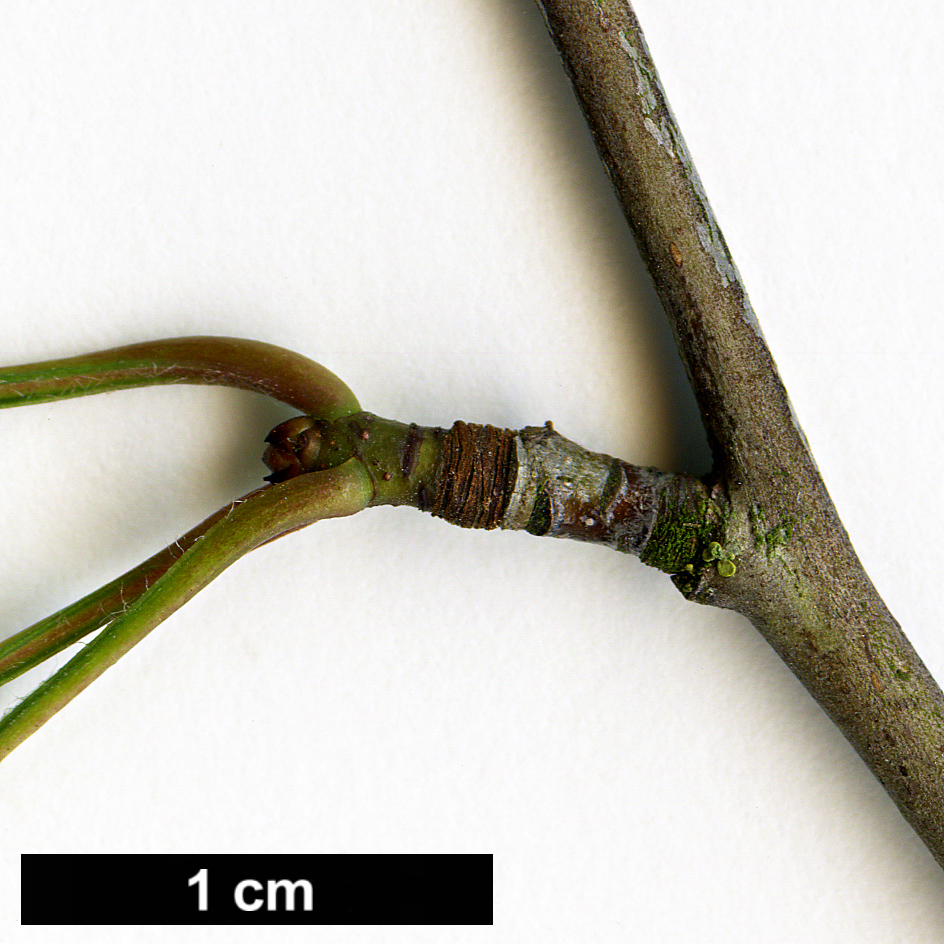 High resolution image: Family: Rosaceae - Genus: Crataegus - Taxon: viridis - SpeciesSub: 'Winter King'
